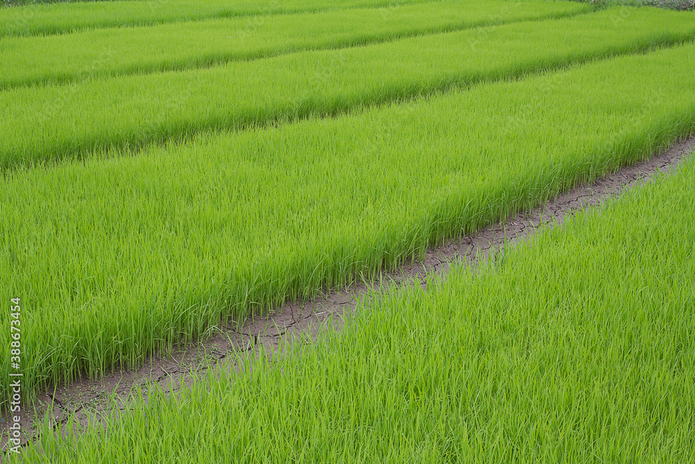 Rice seedlings.