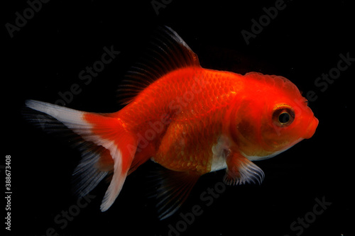 A bright red goldfish (Carassius auratus) is swimming gracefully.