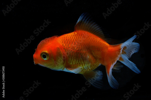 A bright red goldfish  Carassius auratus  is swimming gracefully.