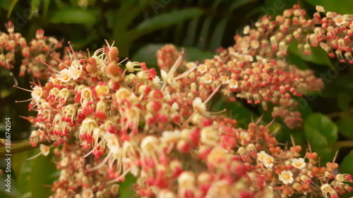 red and yellow flower