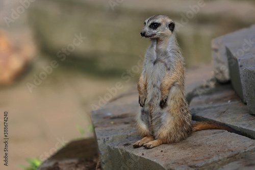 A meerkat (Suricata suricatta) watches their environment vigilantly.