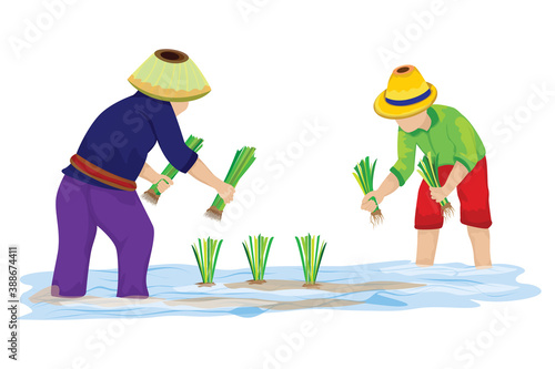 farmer transplant rice seeding in paddy field vector design