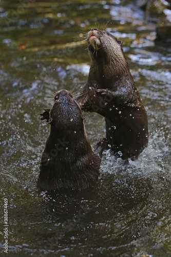 A pair of otter are playing together in fresh lake water.