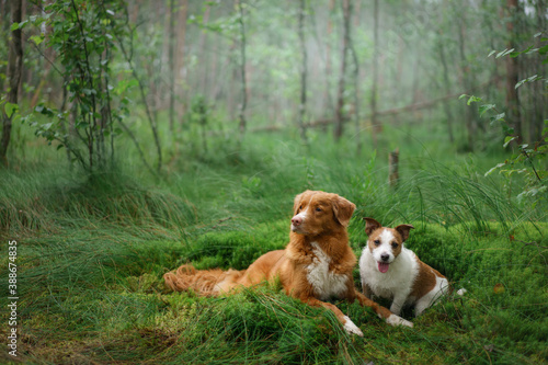 two dogs lies on emerald moss in the forest. Jack Russell Terrier and the Nova Scotia Duck Tolling Retriever in nature. 