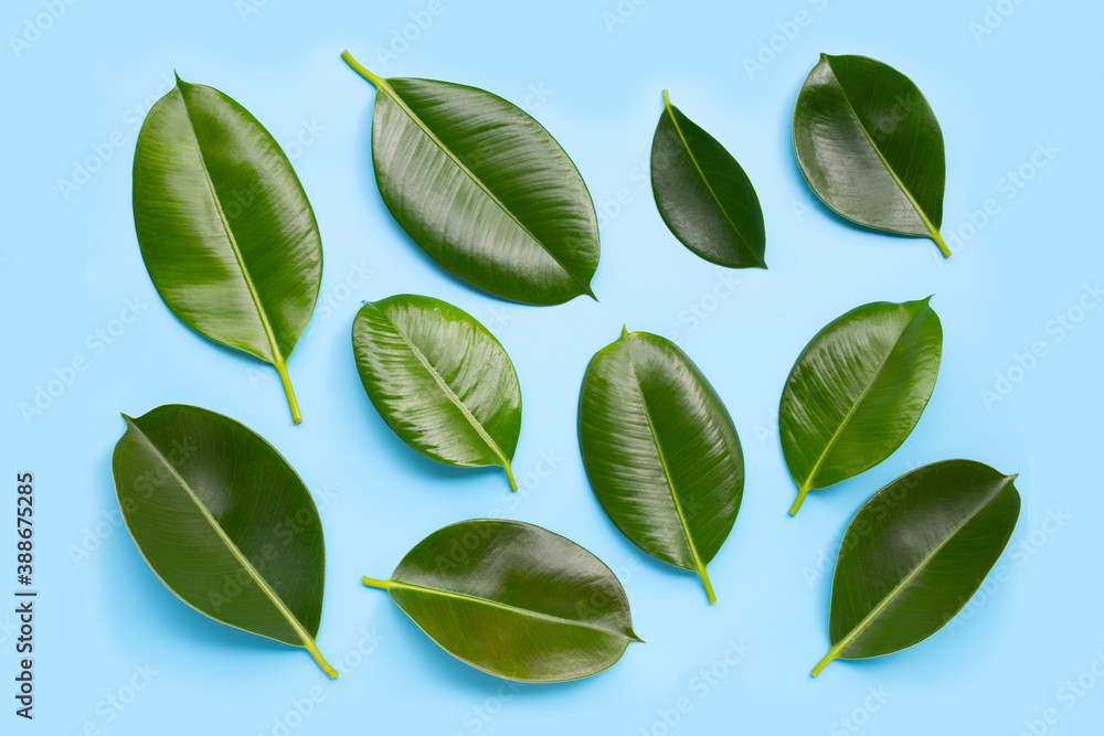 Naklejka premium Rubber plant leaves on blue background.
