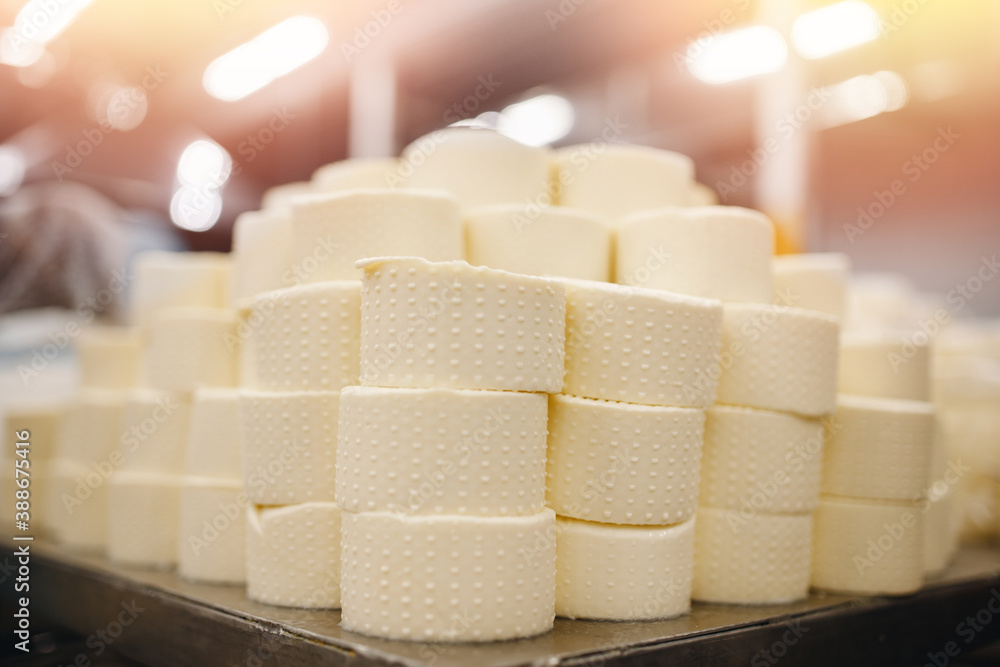 Fototapeta premium Dairy products factory, cheese ripening after primary processing