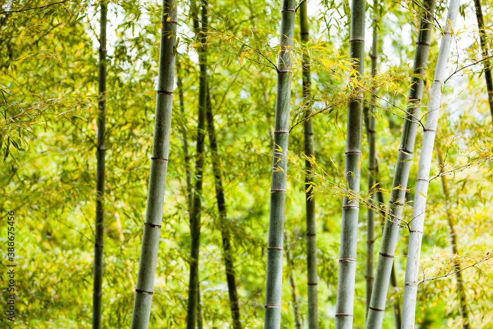 Fototapeta premium 竹林