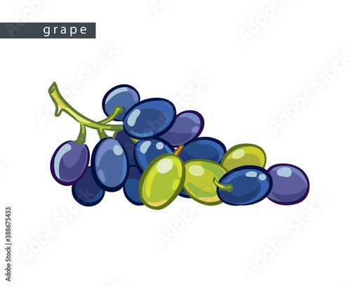 sketch_blue_and_green_grape_bunch_and_berries