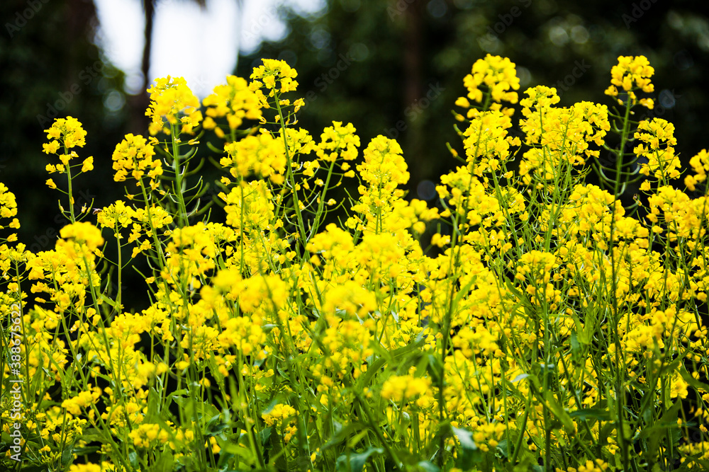 Fototapeta premium 菜の花畑