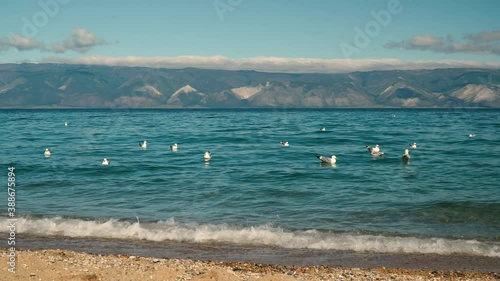 seagulls swaying on the waves. summer day, storm on the lake. Chroicocephalus ridibundus. Seagull picks up food from the water. Larus mongolicus on lake Baikal photo