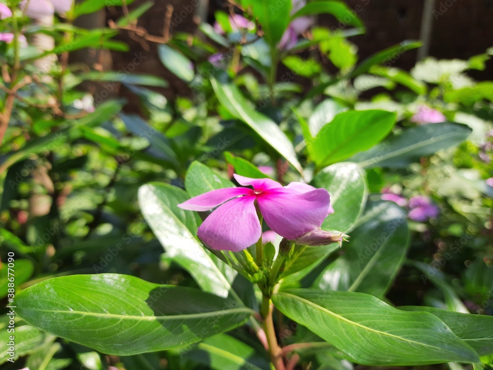 catharanthus roseus bloom in the garden after rain.rose periwinkle,Catharanthus roseus, commonly known as bright eyes.Madagascar or Periwinkle or Vinca flower, (Catharanthus roseus).sadabahar.