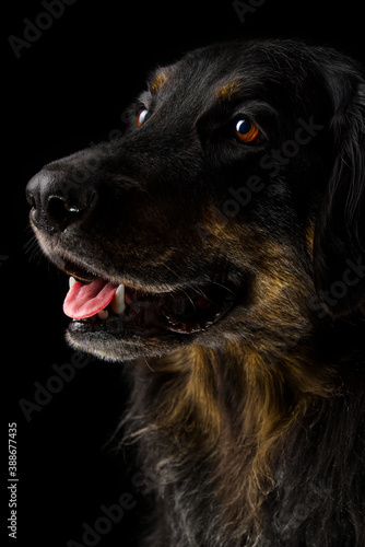 Black hovawart portrait on dark background. hovawart femaile dog on black background. black dog close-up portrait for calendar cover selective focus