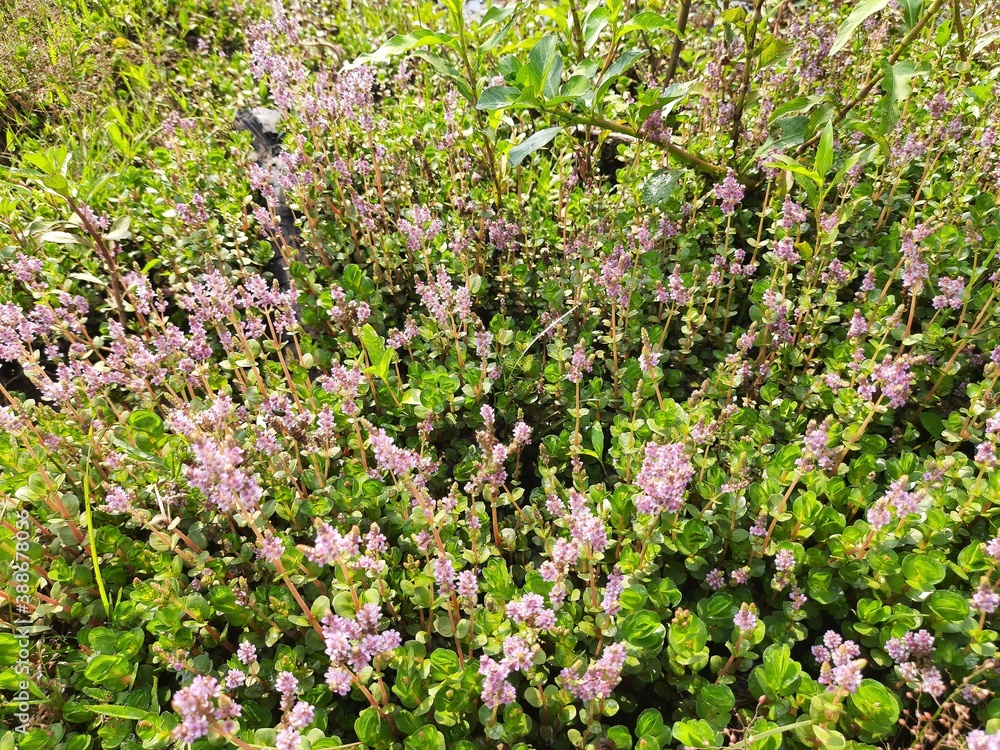 Beautiful word flower in forest. Pink small flower of greegrassland. Beautiful word flower in forest. Pink small flower of greegrassland.