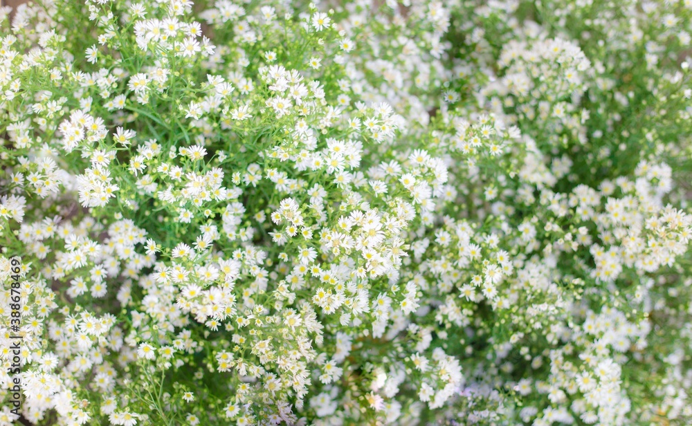 Small white daisy flowers in blurred with green leave background. Small white daisy flowers in blurred with green leave background.