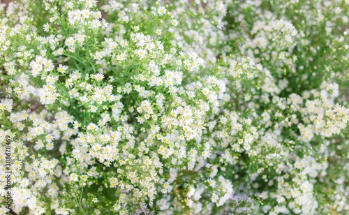 Small white daisy flowers in blurred with green leave background.