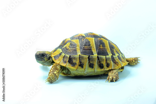 An Asian forest tortoise (Manouria emys) is moving slowly.