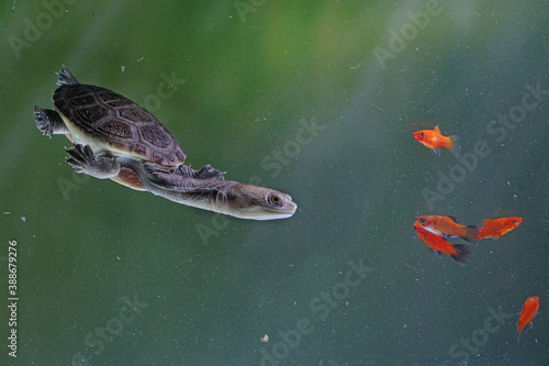 Long-necked turtles (Siebenrocky) are chasing small fish that become their prey.