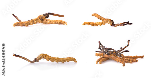 Ophiocordyceps sinensis (CHONG CAO, DONG CHONG XIA CAO) or mushroom cordyceps this is a herbs on white background