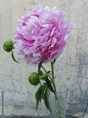 large pink peony flower in a vase photo