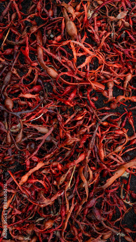 Fototapeta premium Wet with water drops tropical seaweed got offshore at the volcanic black sand beach as a background and texture, closeup, details.