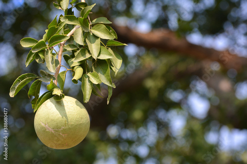 Aegle marmelos or indian bael fruit on the tree photo