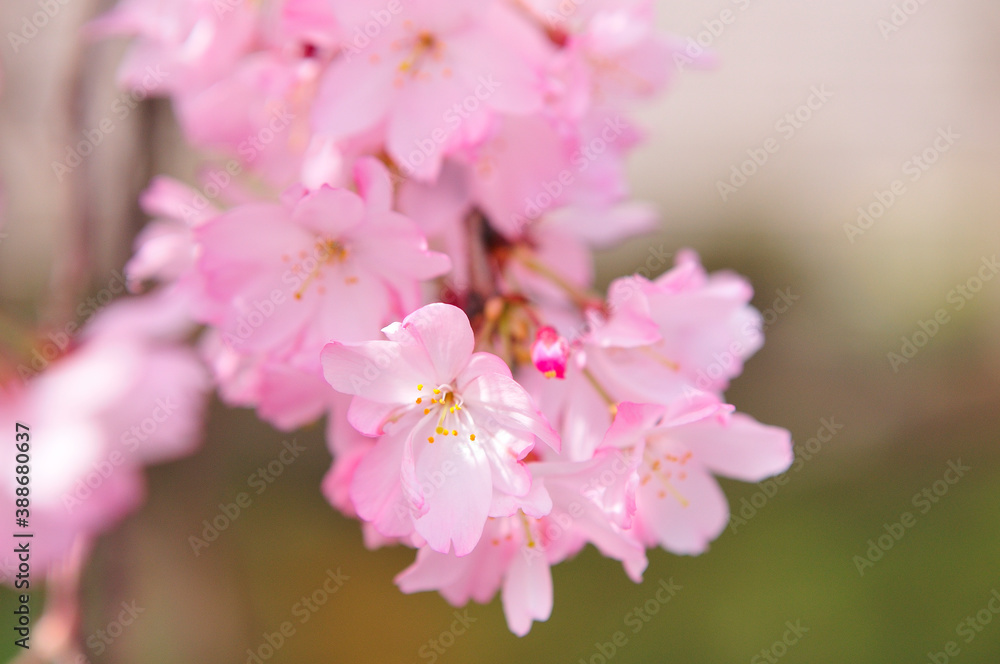しだれ桜 しだれ桜