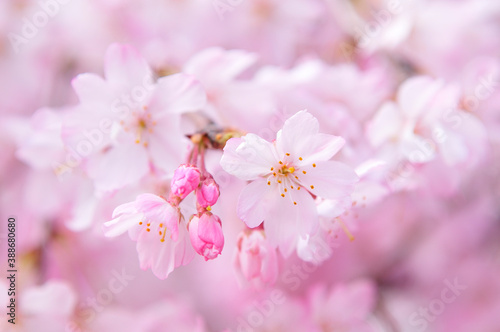 しだれ桜