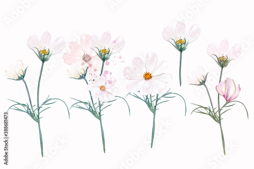 Big collection of vector white and pink cosmos flowers in watercolor style