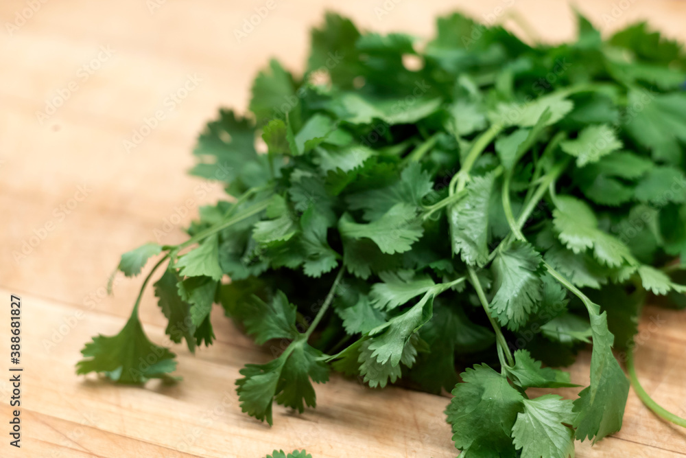 bunch of cilantro on wooden cutting board bunch of cilantro on wooden cutting board
