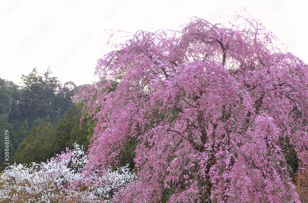 しだれ桜