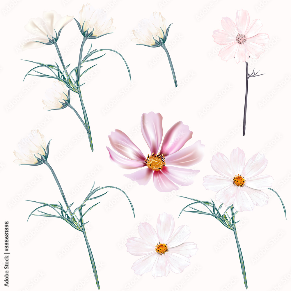 Set of vector light pink and white cosmos flowers, spring style Set of vector light pink and white cosmos flowers, spring style