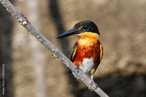 American pygmy kingfisher (Chloroceryle aenea) perched on a stick