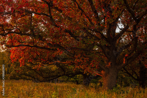 Autumn scene in the woods