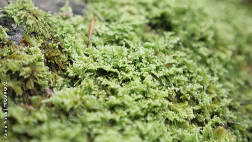 A close up macro travelling shot above vibrant green moss on the ground in a forest in the French Alps, texture shot. A close up macro travelling shot above vibrant green moss on the ground in a forest in the French Alps, texture shot.