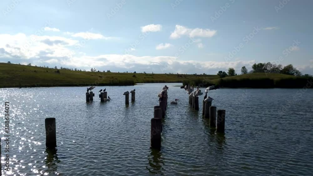 Flock of pelicans sitting on wooden posts. Some take off or move about. Flock of pelicans sitting on wooden posts. Some take off or move about.