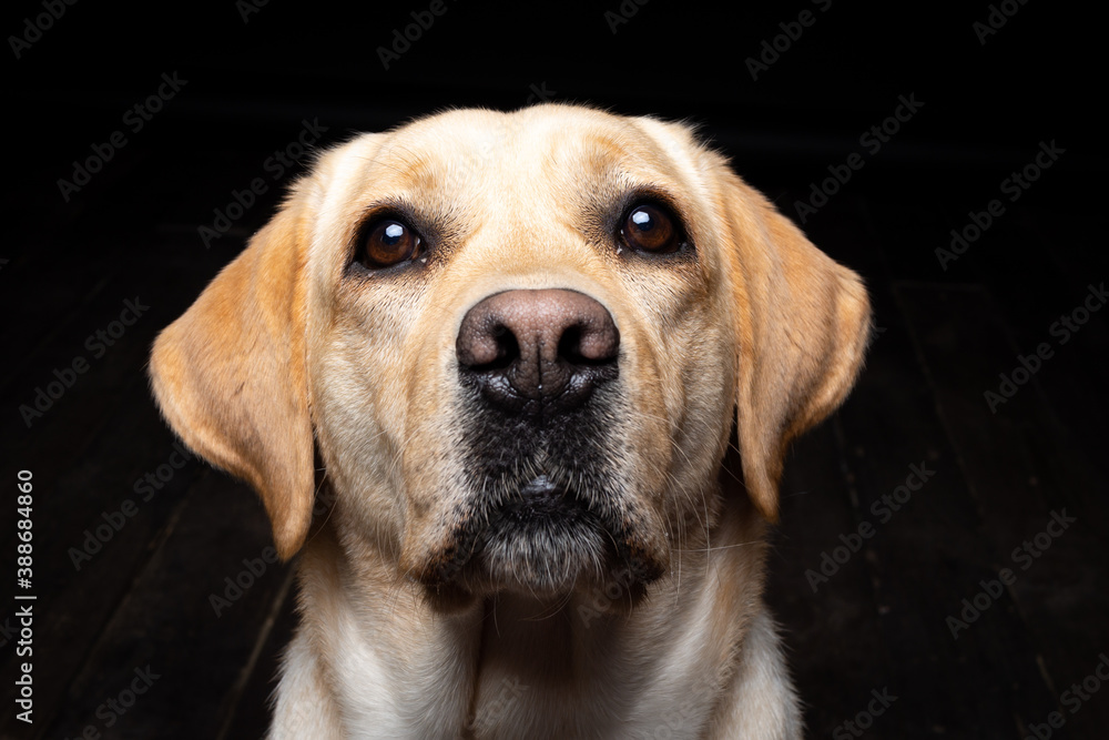 Portrait of a Labrador Retriever dog on an isolated black background. Portrait of a Labrador Retriever dog on an isolated black background.