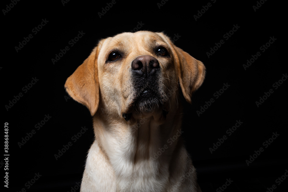 Portrait of a Labrador Retriever dog on an isolated black background. Portrait of a Labrador Retriever dog on an isolated black background.