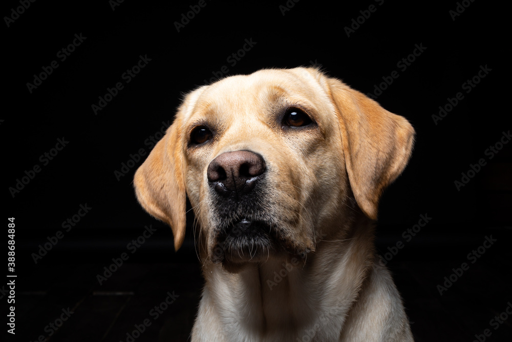 Portrait of a Labrador Retriever dog on an isolated black background.