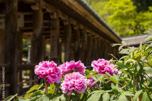 Wallpaper Mural 長谷寺の登廊と牡丹 Torontodigital.ca