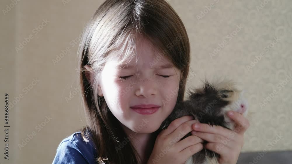 a little girl holds a guinea pig in her hands, the guinea pig bites her a little girl holds a guinea pig in her hands, the guinea pig bites her