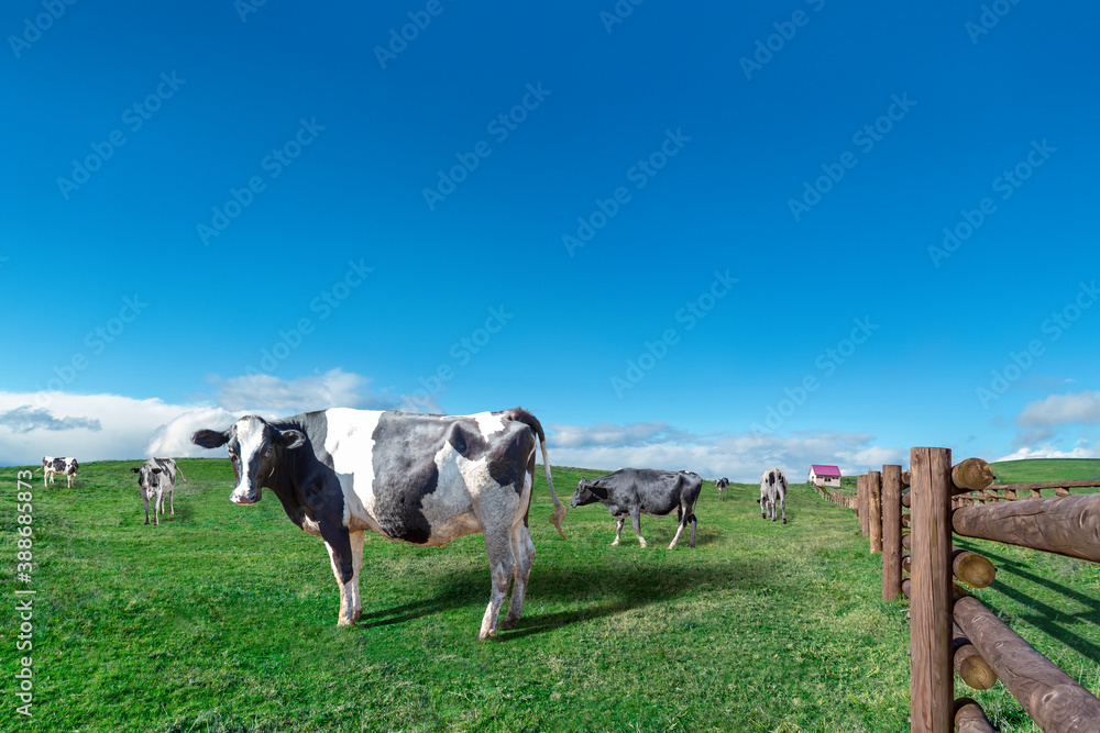 青空と雲海を背景に高原の牧場で草を食む乳牛数頭