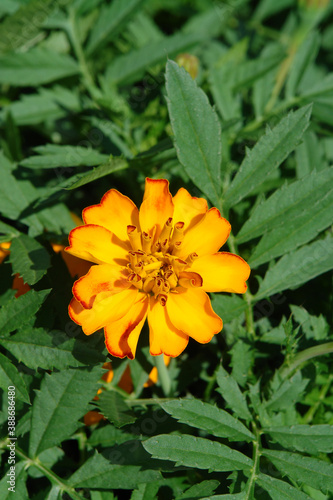 фотографія A close up of vibrant yellow flower of French Marigold (Tagetes patula) among the green leaves on a sunny day