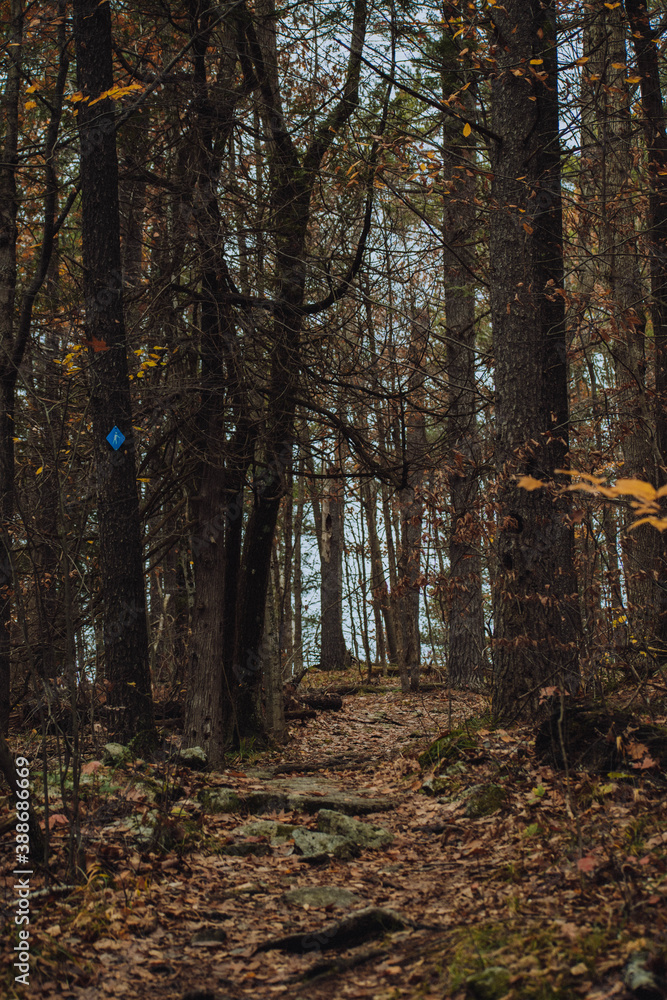 Canadian hiking trail with fall leaves all around Canadian hiking trail with fall leaves all around