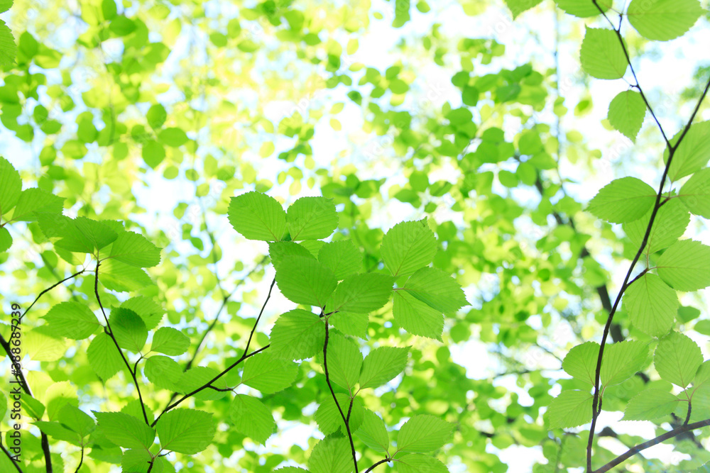 Obraz premium 新緑の木々