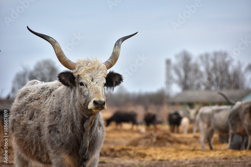 Fototapeta Naklejka Na Ścianę i Meble -  Hungarian gray cattle, cow on a small Hungarian farm