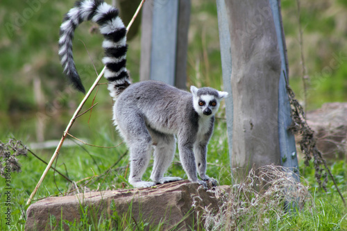 Katta  Catta Lemur   sitzend