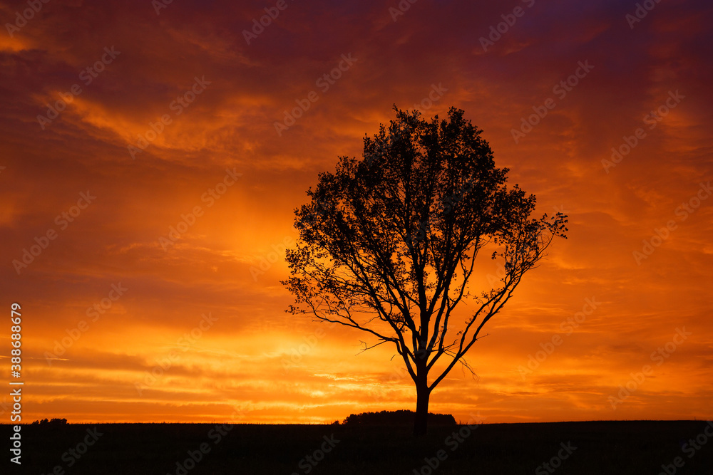 lonely tree on the background of red sunset