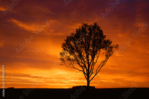 lonely tree on the background of red sunset