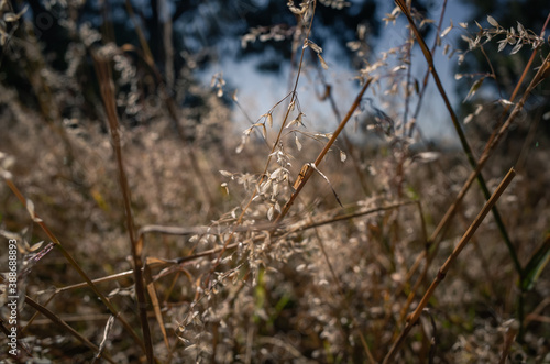 Wild grass © Thanh