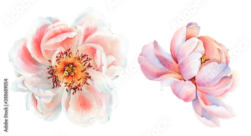 Flowers watercolor illustration. Manual composition.Design for cover, fabric, textile, wrapping paper . © lin